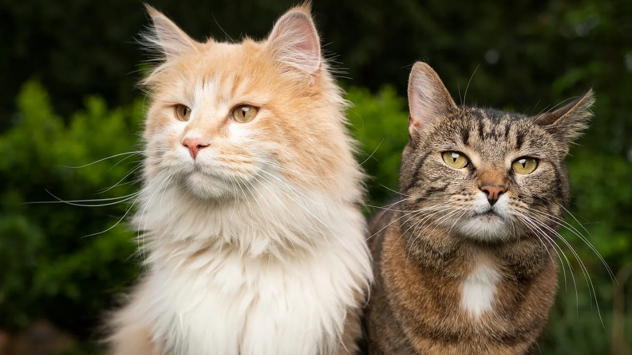 Best Cat Breeds That Are Good with Other Cats