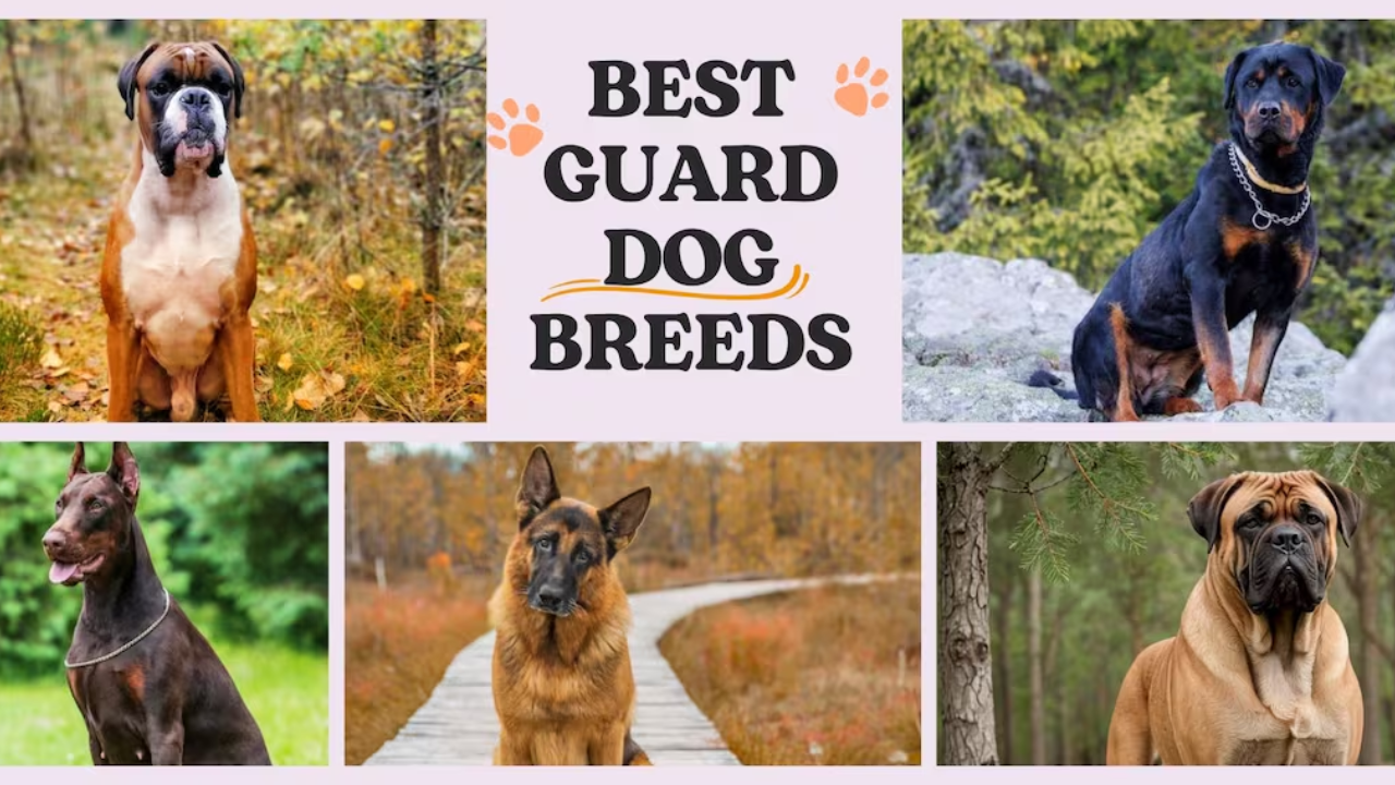top guard dogs