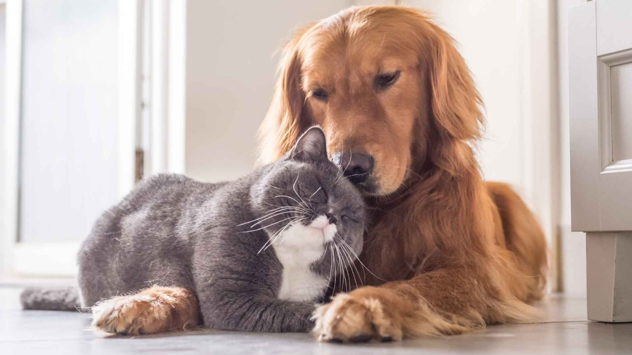 cats and dogs