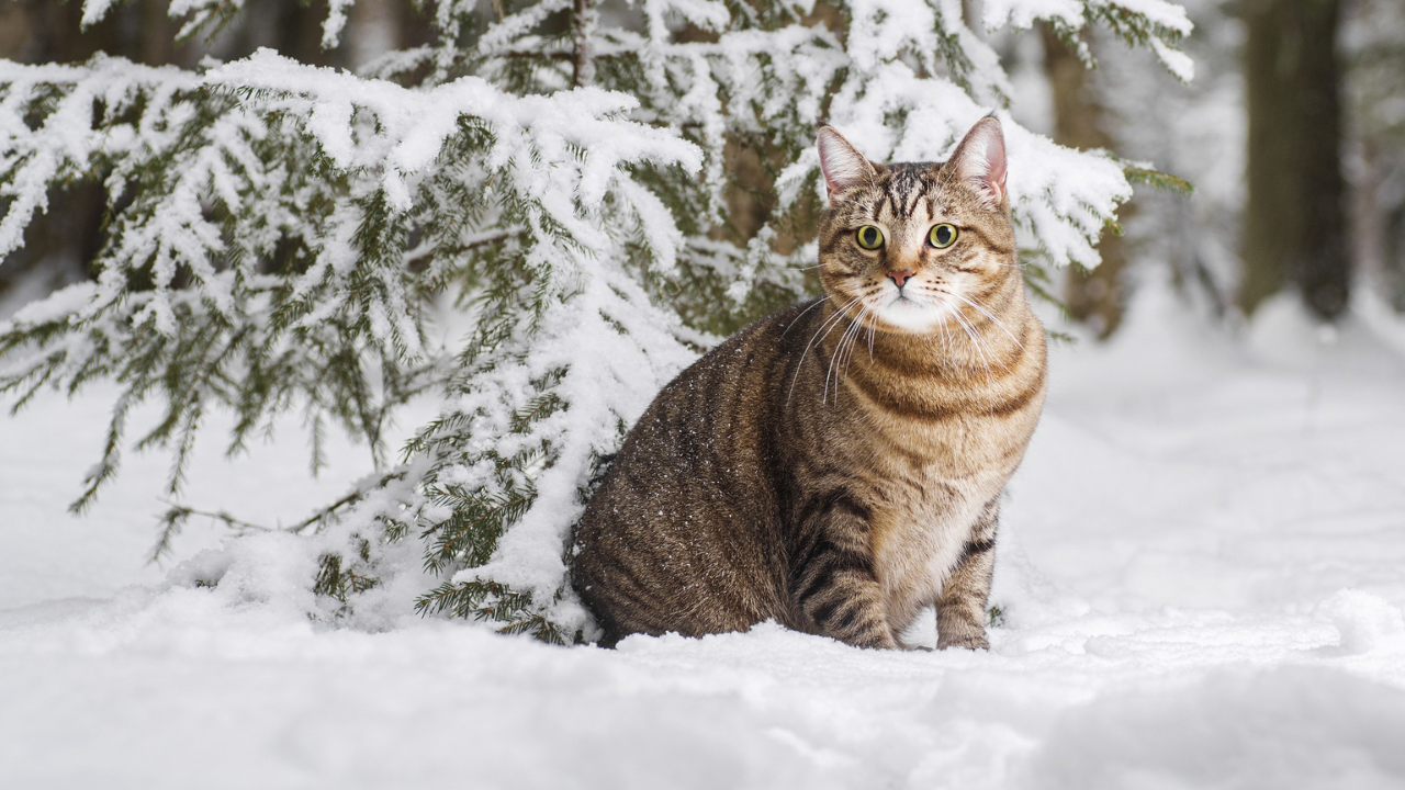 best cat breeds for cold climates