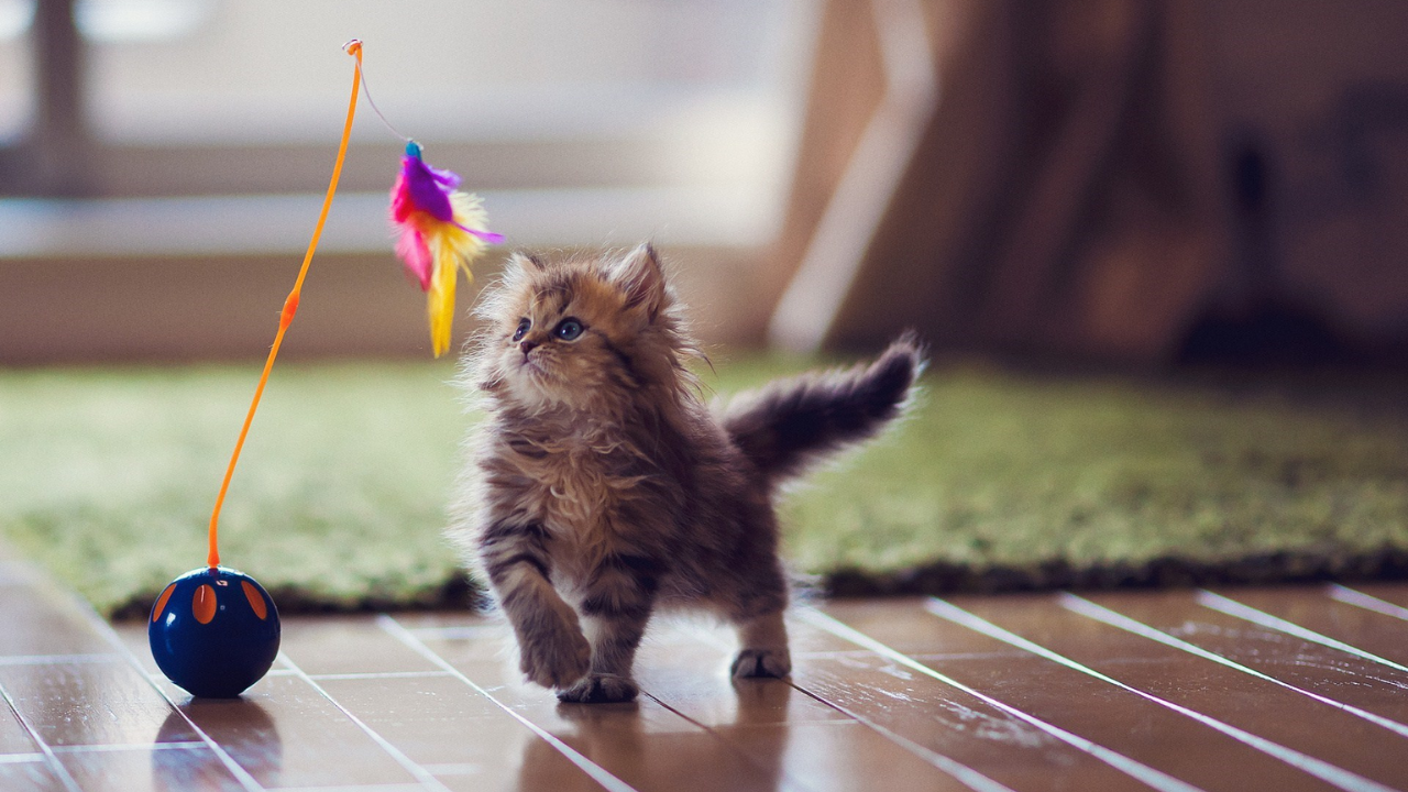 Top 10 Most Playful Cat Breeds