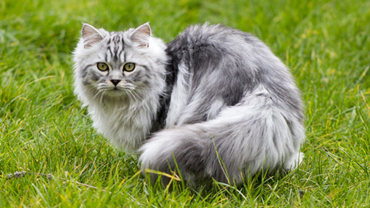 persian cat