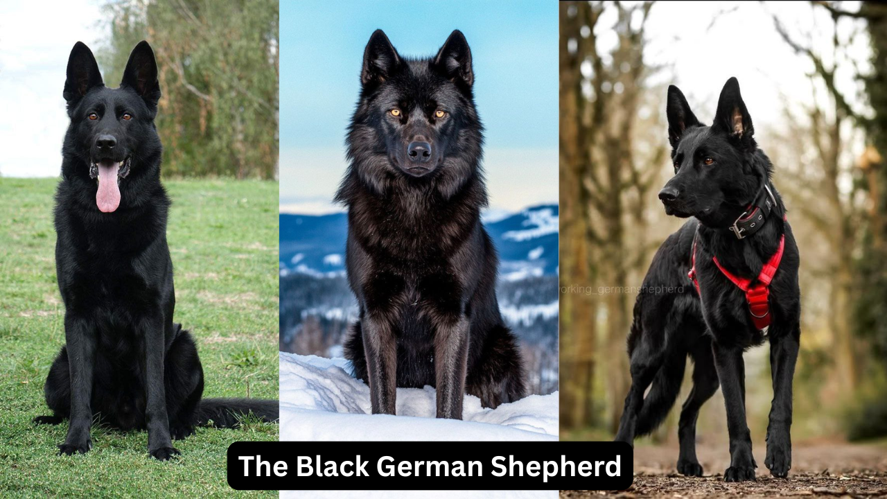 the black german Shepherd